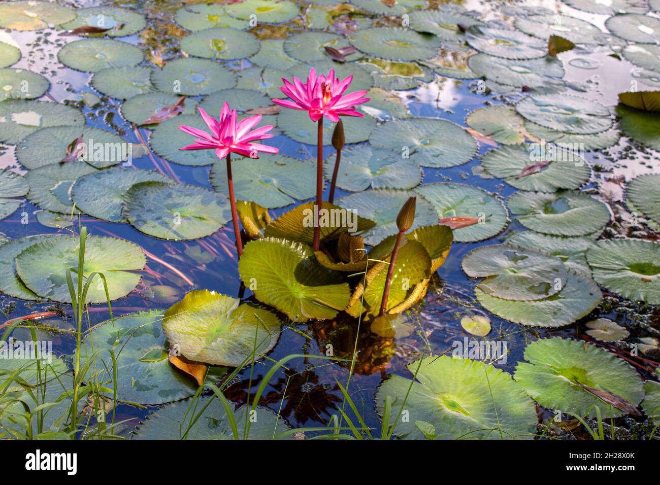 water lily flowers Stock Photo