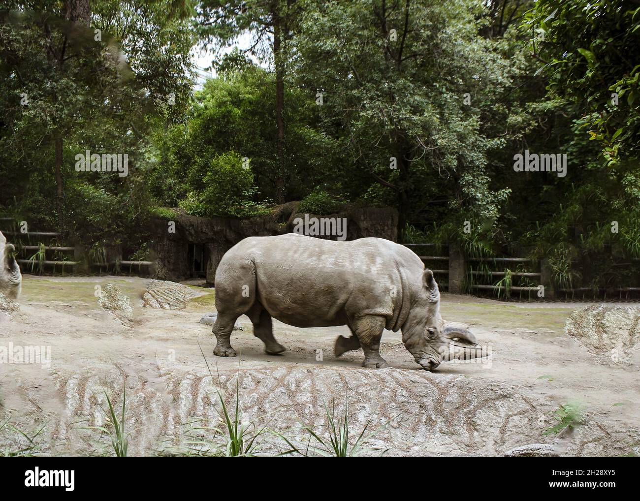 Rhinoceros walking in the zoo Stock Photo