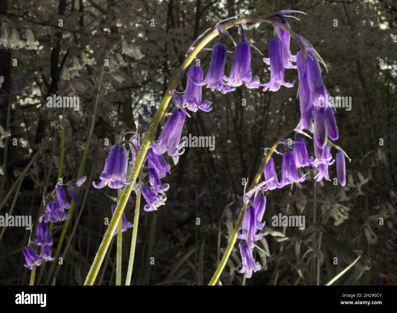 English bluebells growing in local woodland, North East Derbyshire Stock Photo