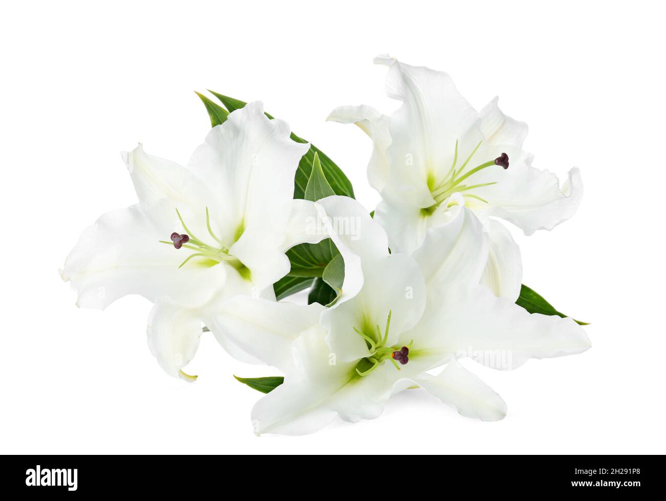Beautiful lilies on white background. Funeral flowers Stock Photo Alamy