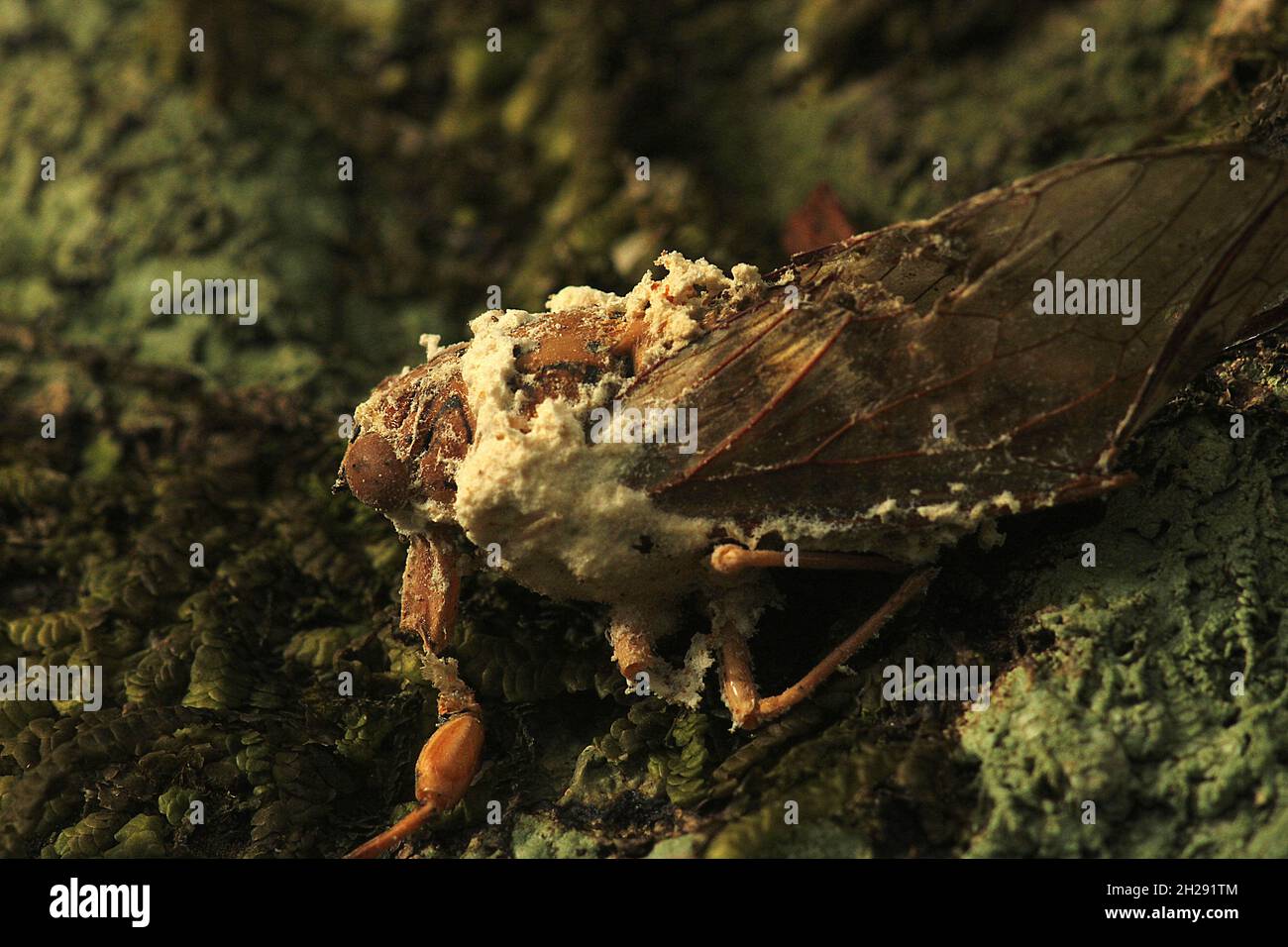 Dead cicada with icing sugar fungus (Beauveria bassiana) Stock Photo