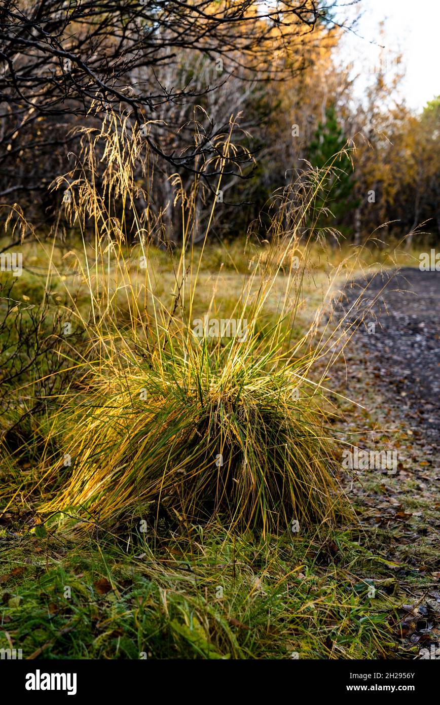 Grass mound of Common bent in the fall sunlight Stock Photo