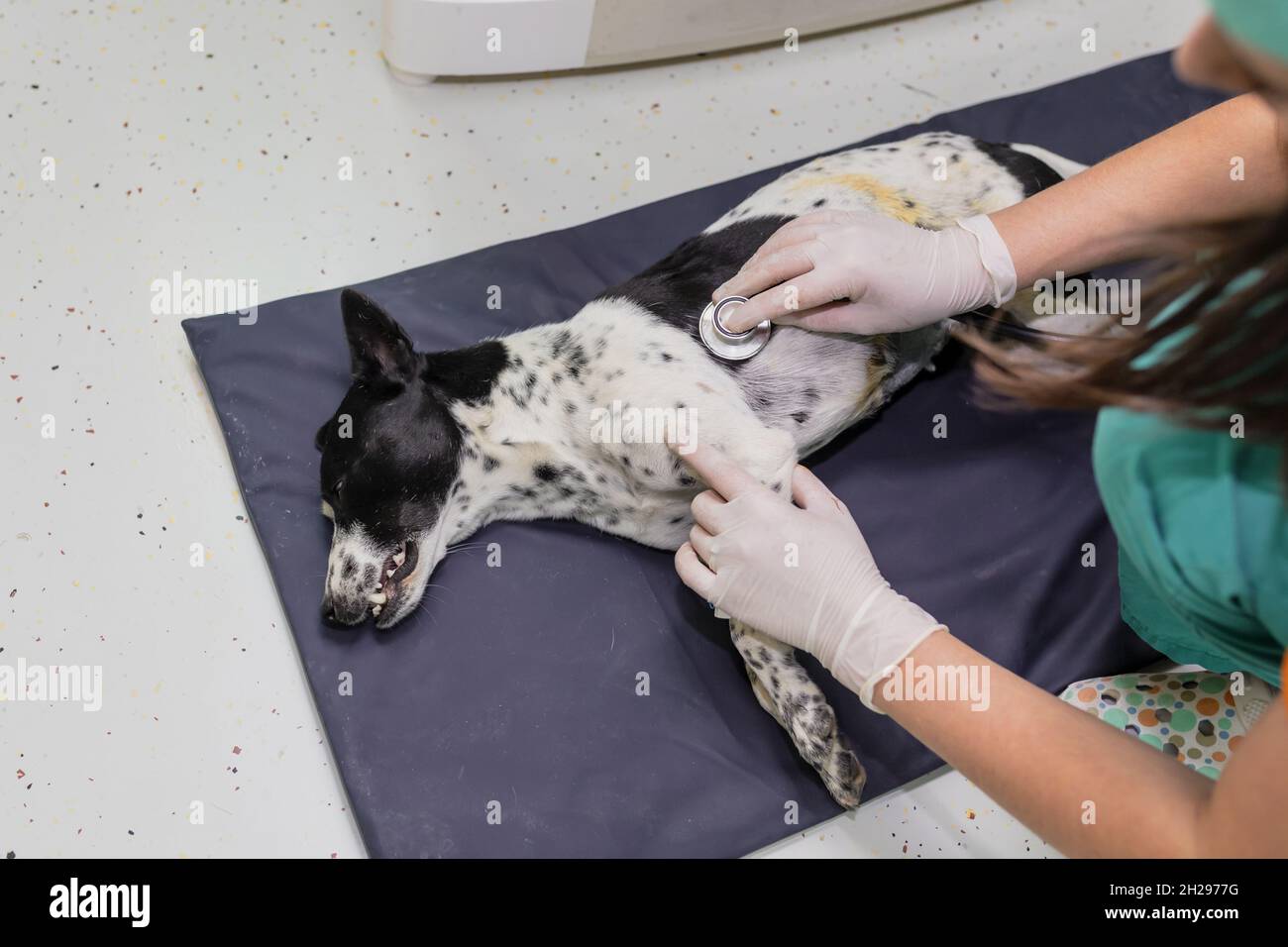Dog being examined at the veterinary clinic Stock Photo Alamy