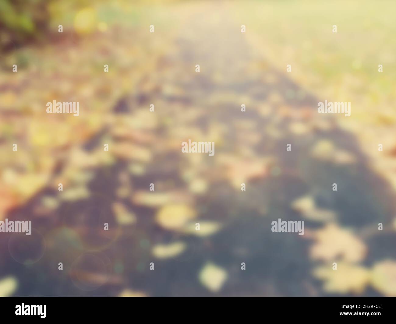 Blurred colorful autumn background. Yellow and red leaves lie on the ...