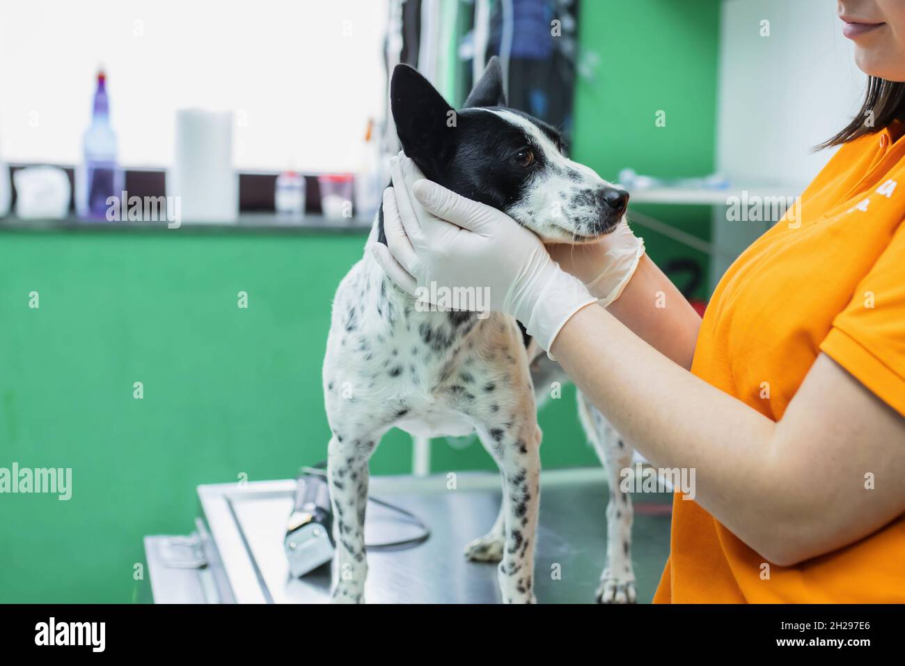 Dog being examined at the veterinary clinic Stock Photo Alamy