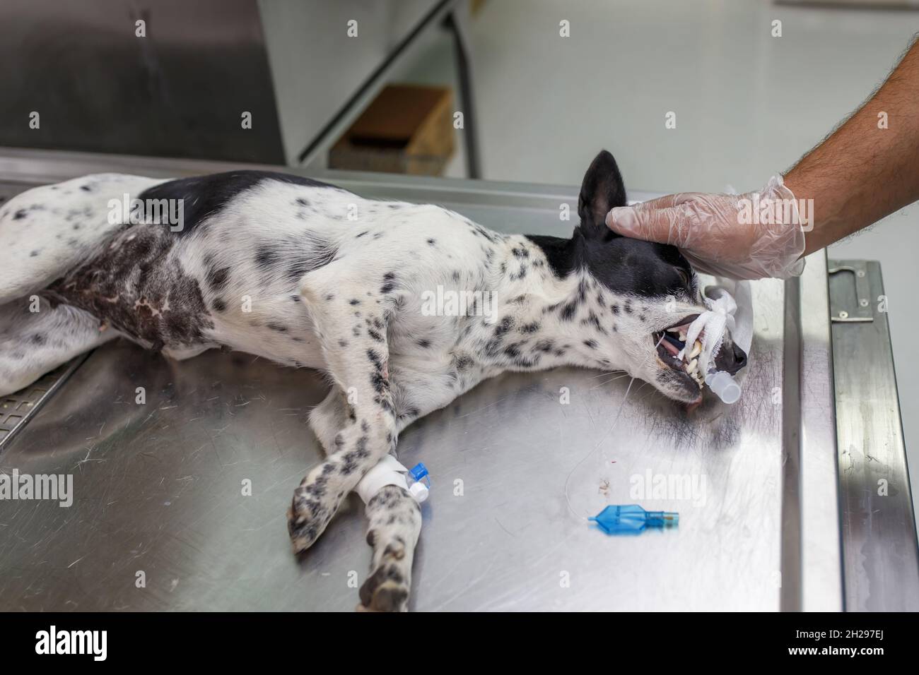 Dog being examined at the veterinary clinic Stock Photo Alamy