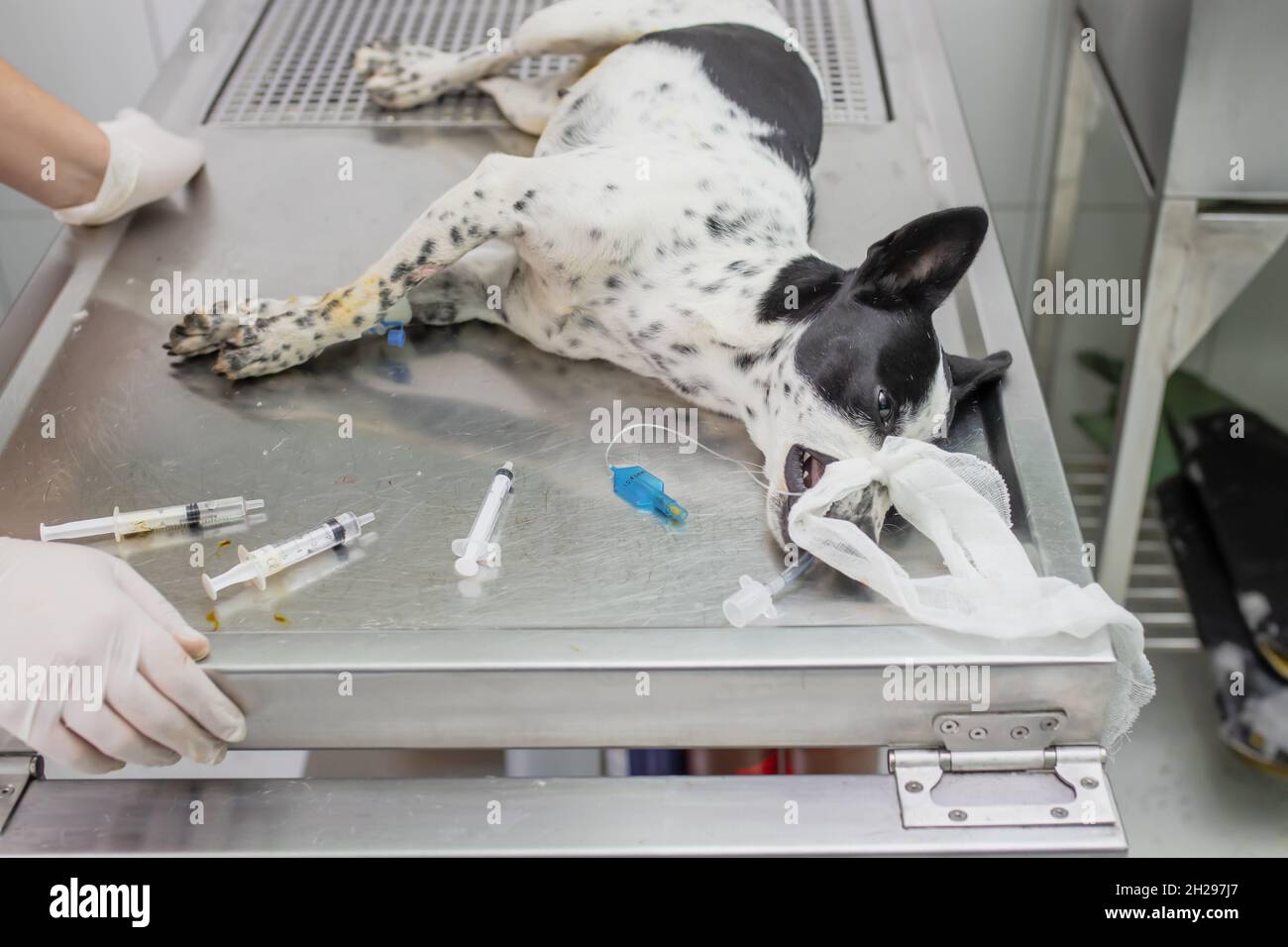 Dog being examined at the veterinary clinic Stock Photo Alamy