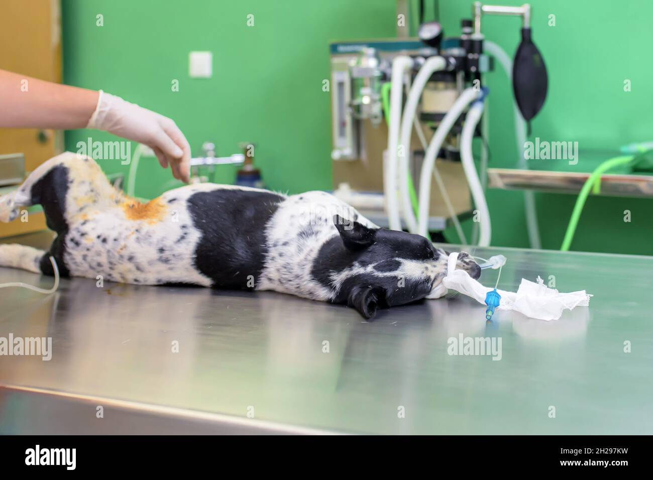 Dog being examined at the veterinary clinic Stock Photo Alamy