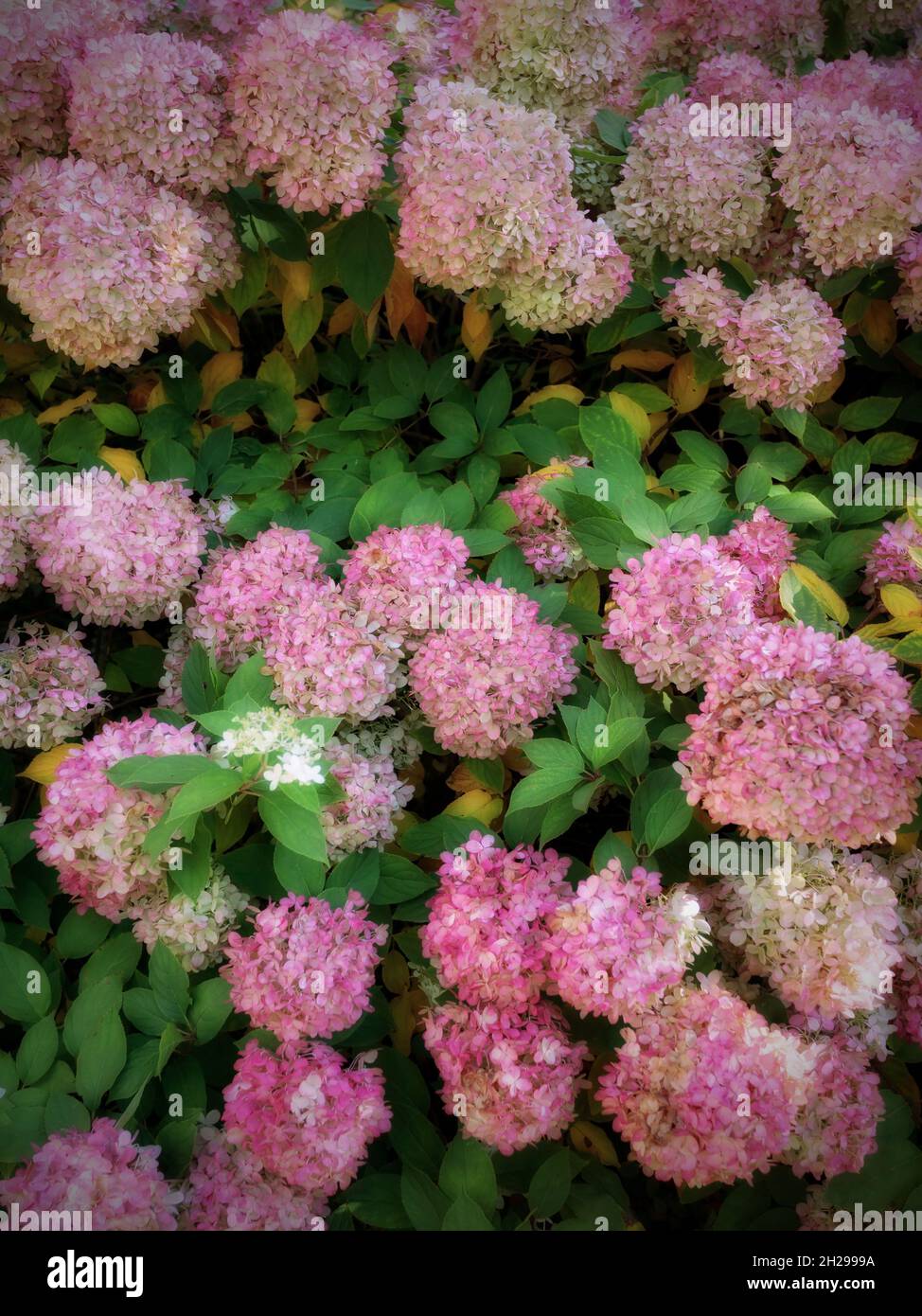 Romantic, soft and beautiful pattern pink hydrangea flowers background ...