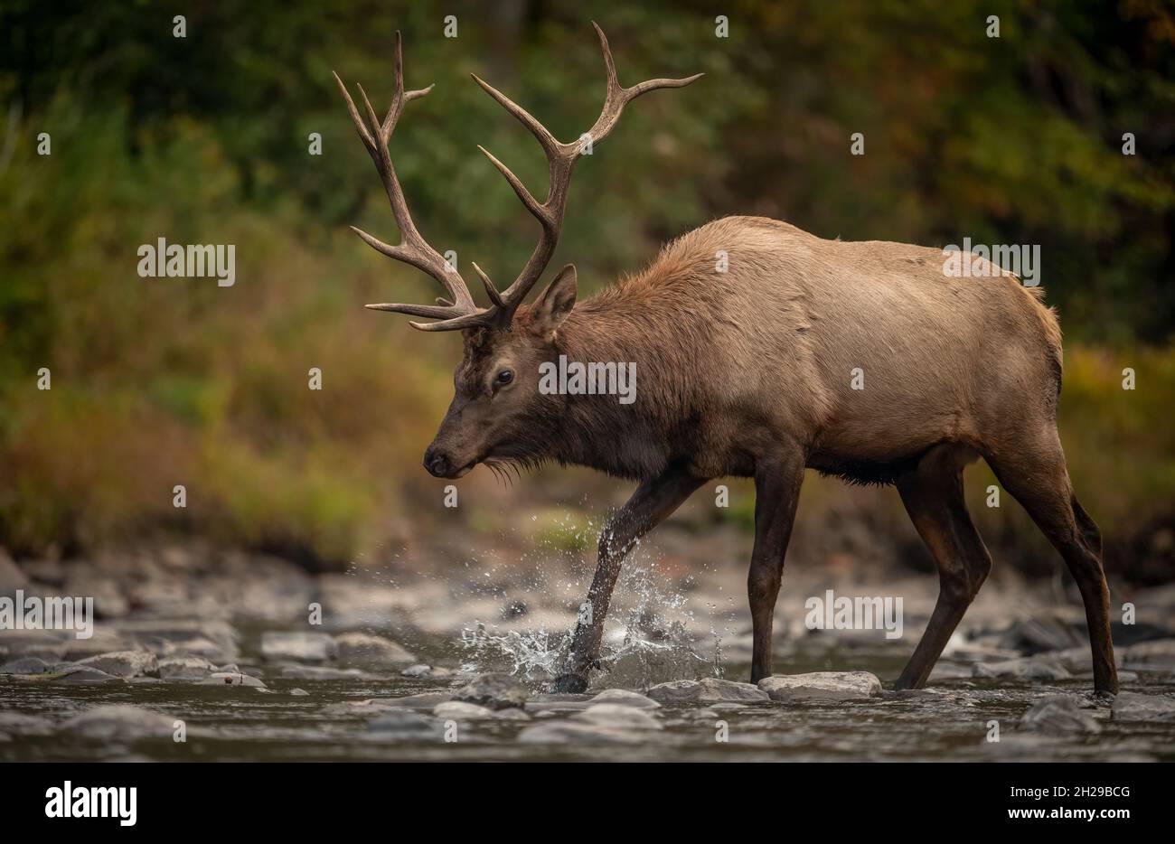 Bull elk during the rut season in autumn Stock Photo - Alamy