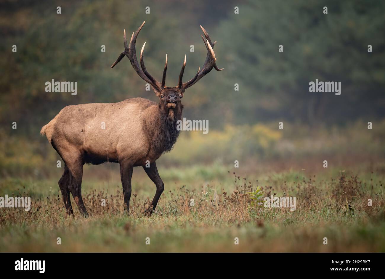 White tail buck during the rut hi-res stock photography and images - Alamy