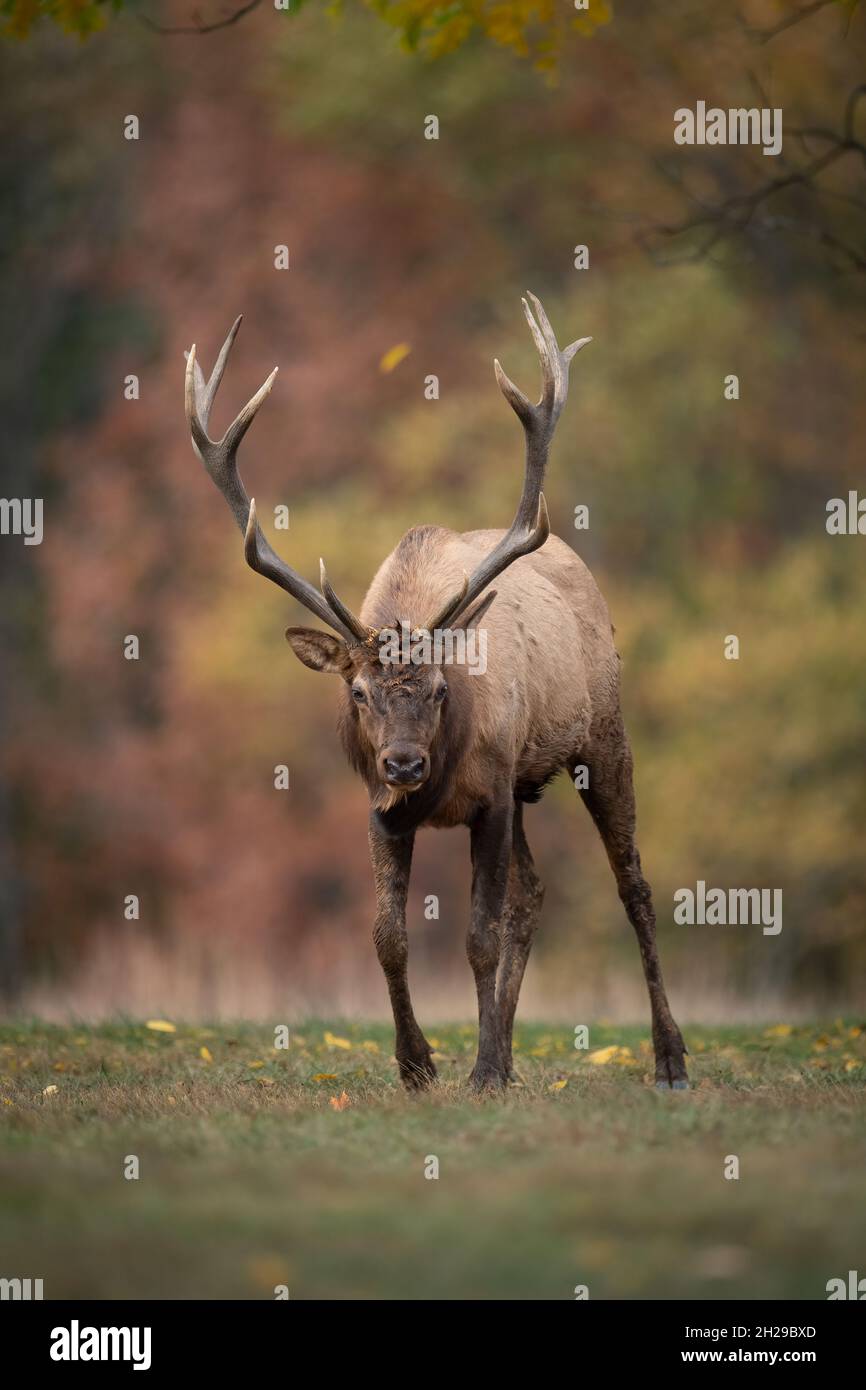White tail buck during the rut hi-res stock photography and images - Alamy