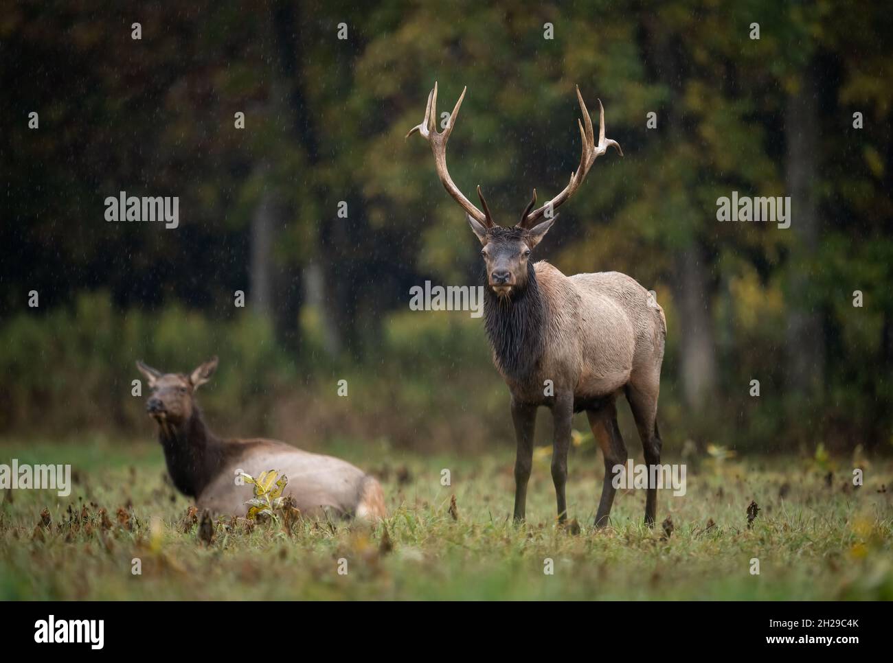 Bull elk during the rut season in autumn Stock Photo - Alamy