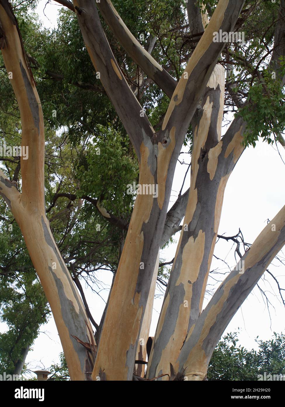 Eucalyptus tree shredding bark at Garitsa Bay, Corfu, Greece Stock Photo