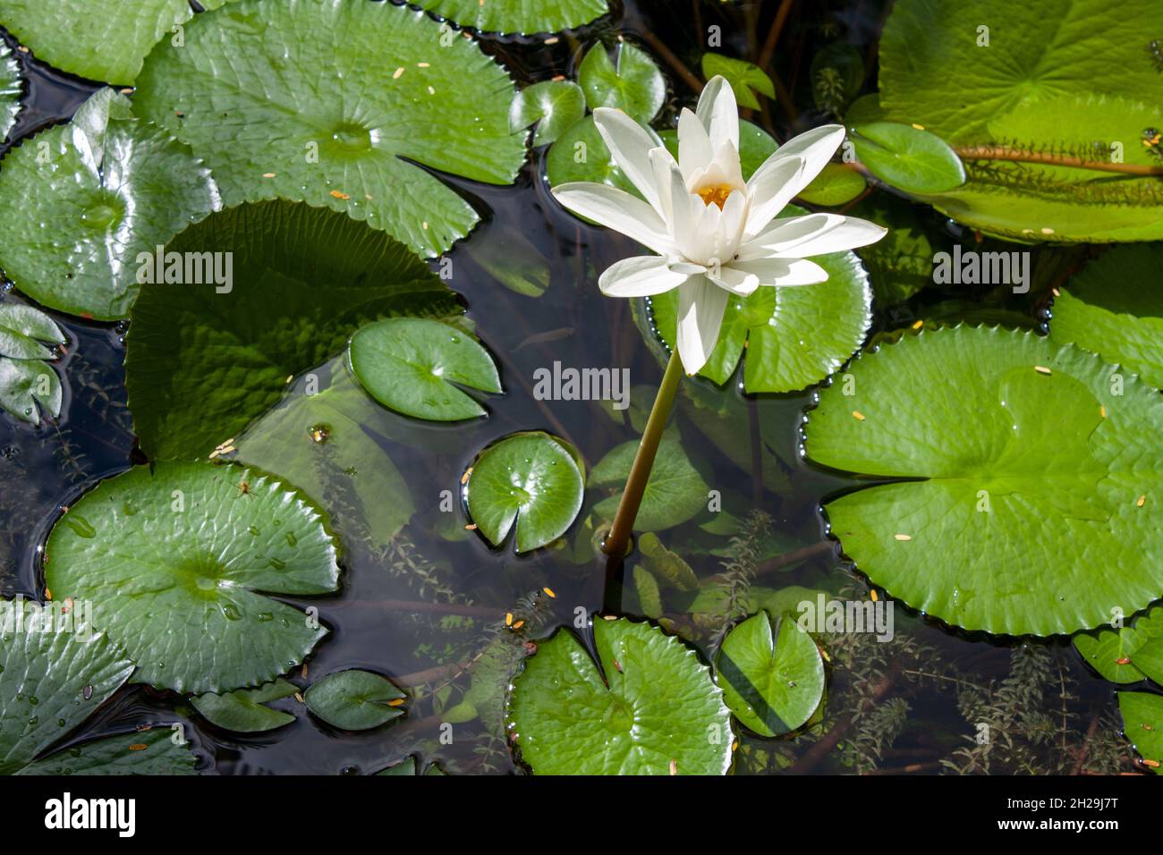 water lily flowers Stock Photo