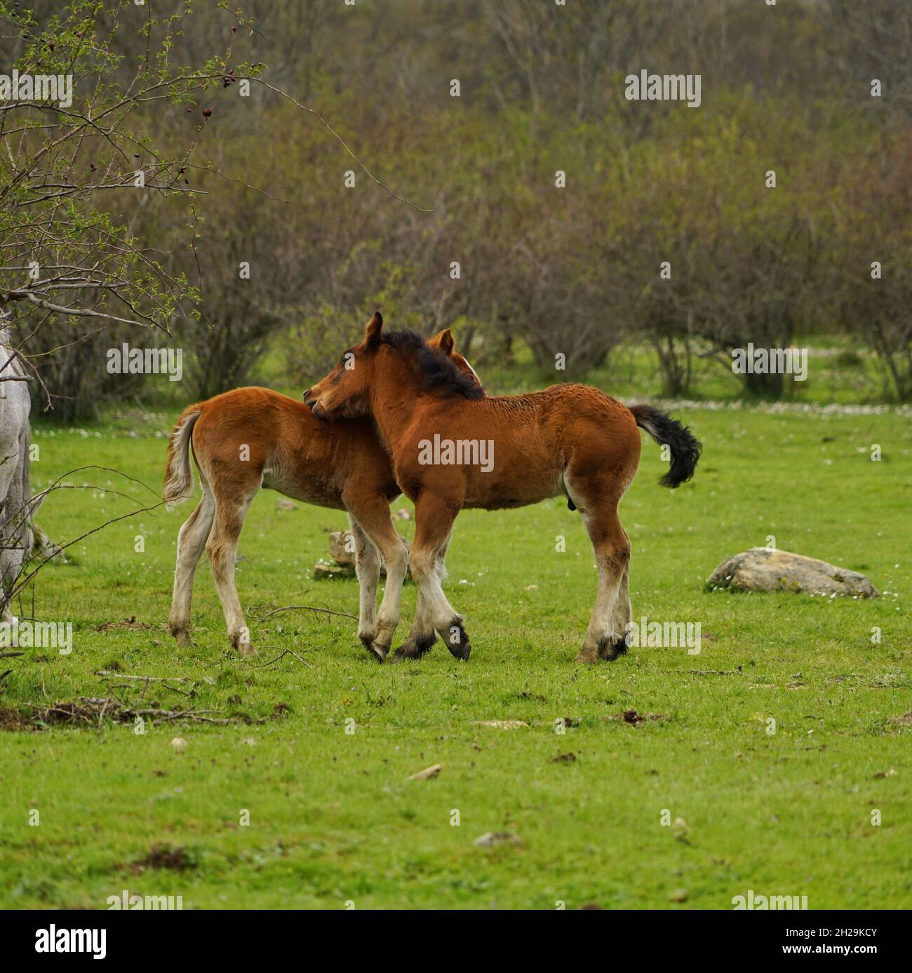 Two brown horses playing together Stock Photo - Alamy
