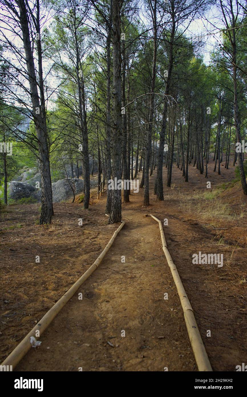 Vertical shot of tall trees in the forest Stock Photo - Alamy