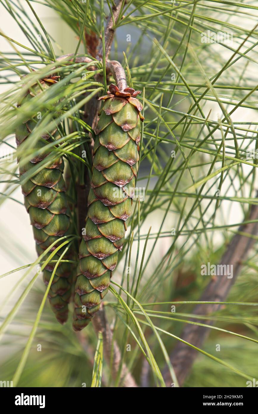 Cones and needles on a White Columnar Pine tree Stock Photo