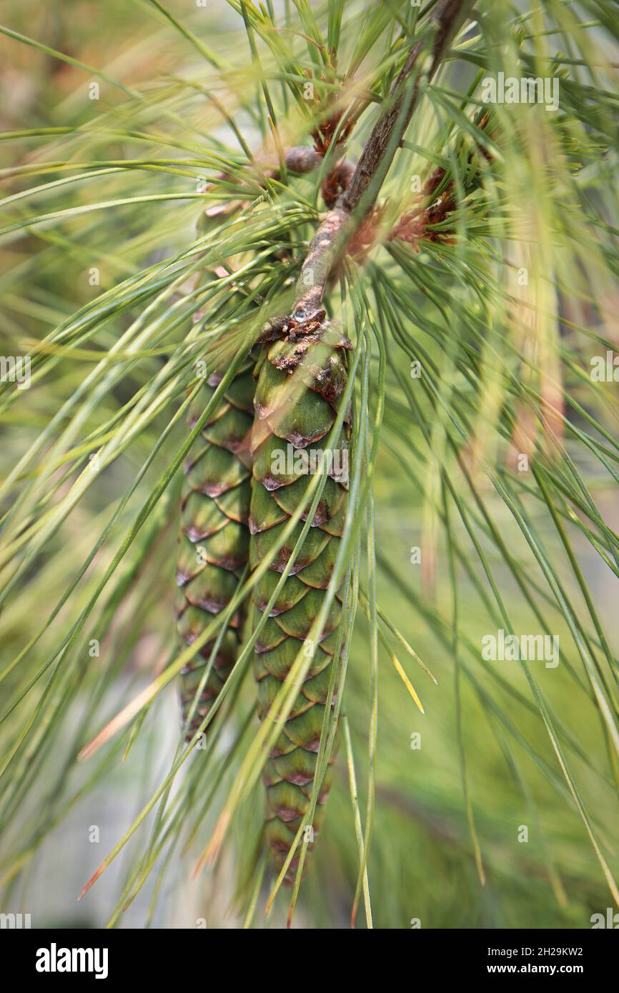 Cones and needles on a White Columnar Pine tree Stock Photo