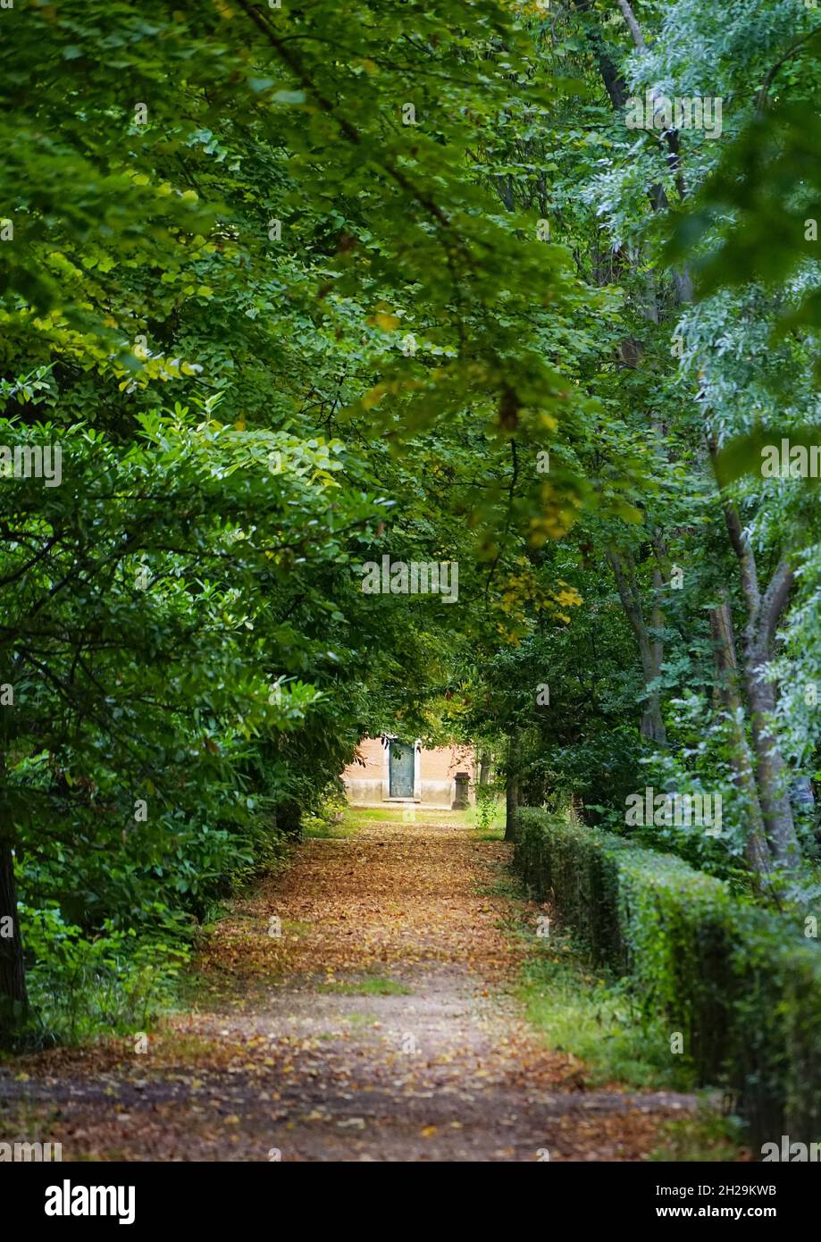 Vertical shot of a pavement surrounded by green trees Stock Photo - Alamy