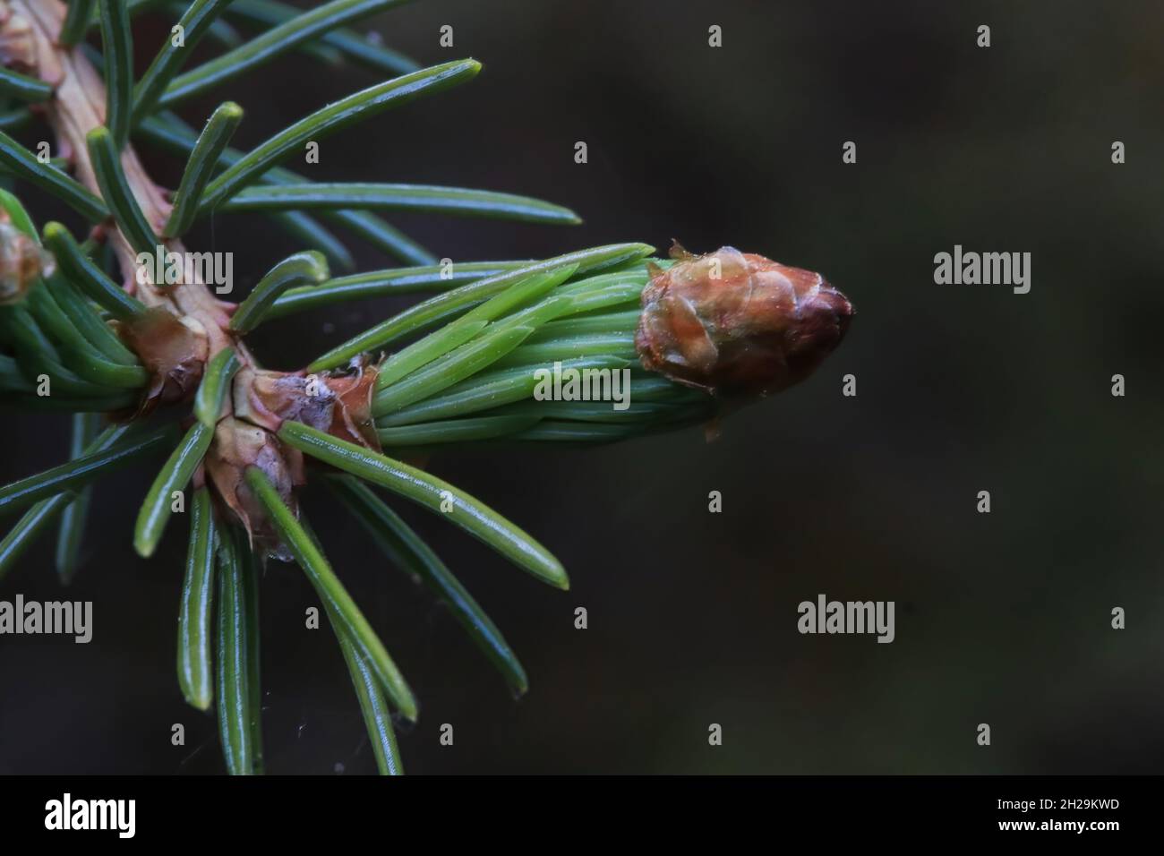 Bud tip of needles opening on a spruce tree Stock Photo