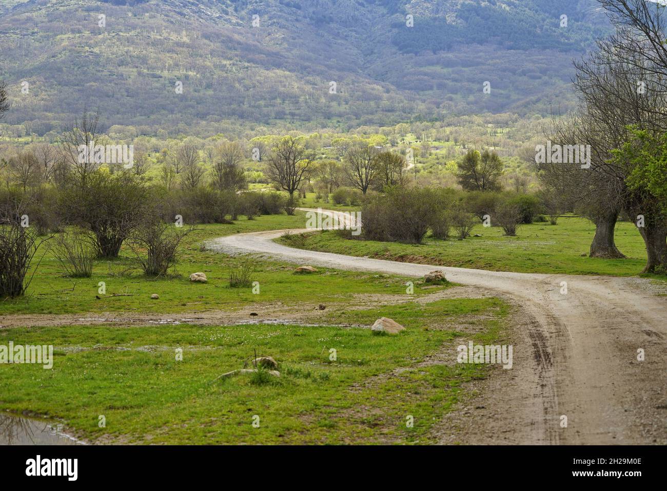 Rural road surrounded greenery hi-res stock photography and images - Alamy