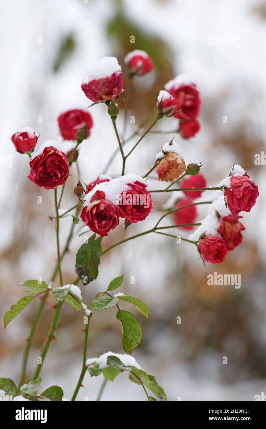 Schnee Rose High Resolution Stock Photography and Images - Alamy