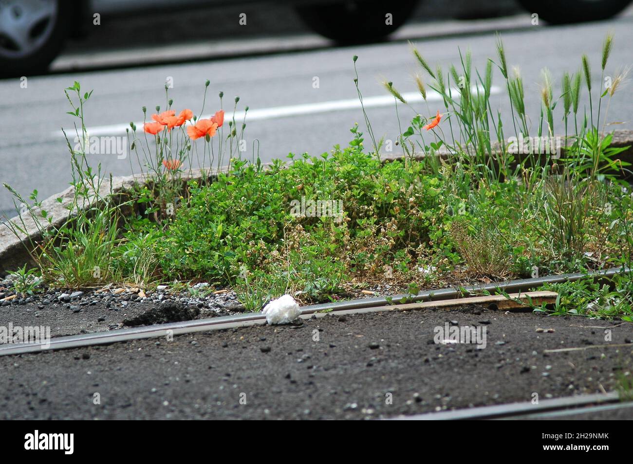 Red poppies growing on the roadside Stock Photo - Alamy