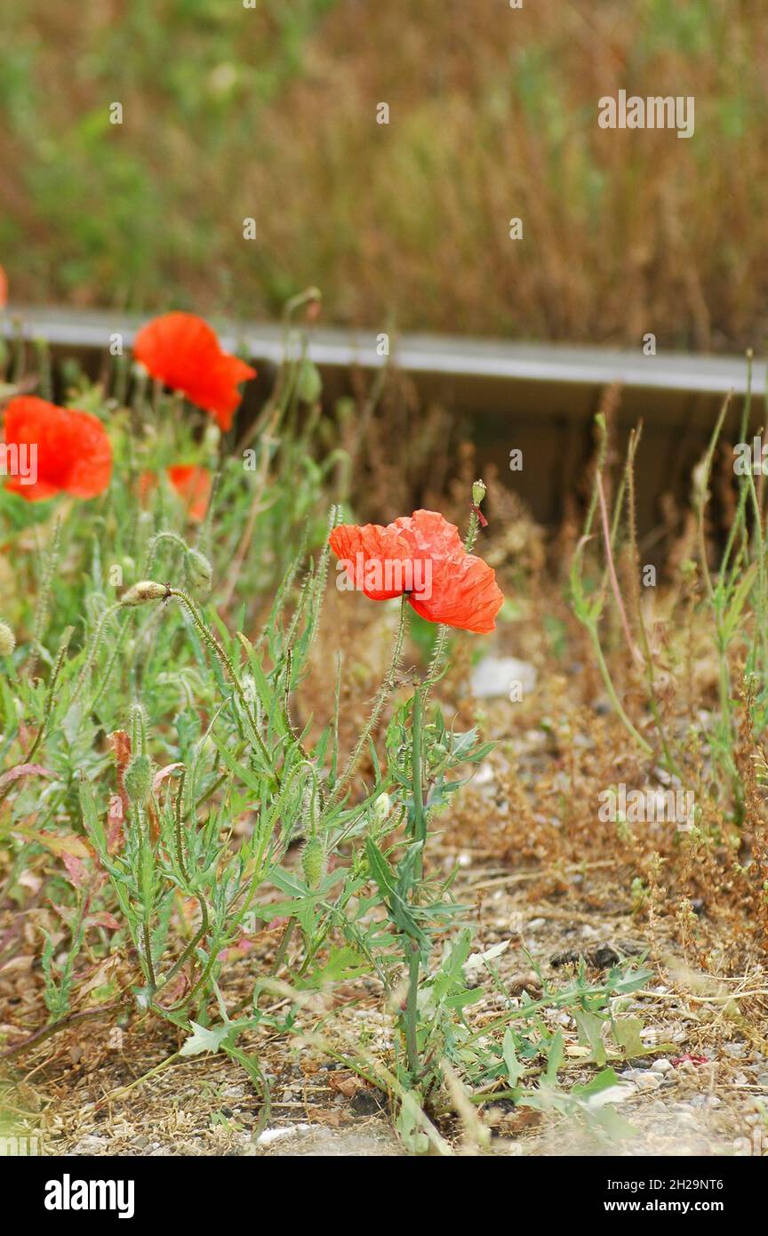 Closeup shot of wild red poppies growing on the roadside Stock Photo ...