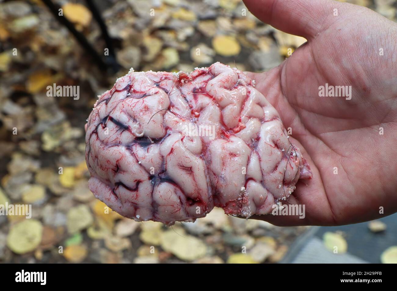 A human hand holding part of a moose brain Stock Photo