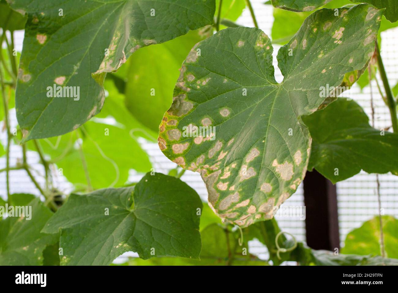 affected by diseases and pests of plant leaves and fruits of cucumber White rot sclerotinosis diseases of cucumbers is white rot white mold. Downy mildew peresporosis, White rot sclerotinosis. Stock Photo