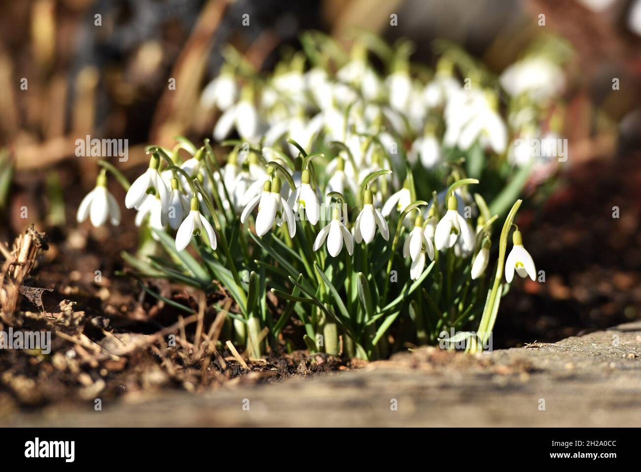 Das Schneeglöckchen blüht im Frühjahr im Salzkammergut (Oberösterreich, Österreich) - Snowdrop blooms in spring in the Salzkammergut (Upper Austria, A Stock Photo
