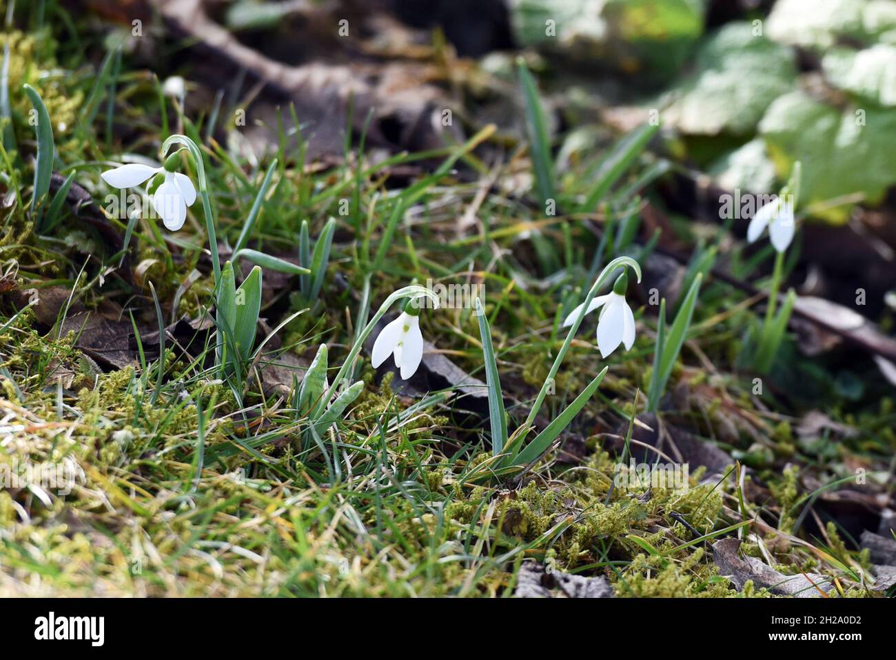 Das Schneeglöckchen blüht im Frühjahr im Salzkammergut (Oberösterreich, Österreich) - Snowdrop blooms in spring in the Salzkammergut (Upper Austria, A Stock Photo