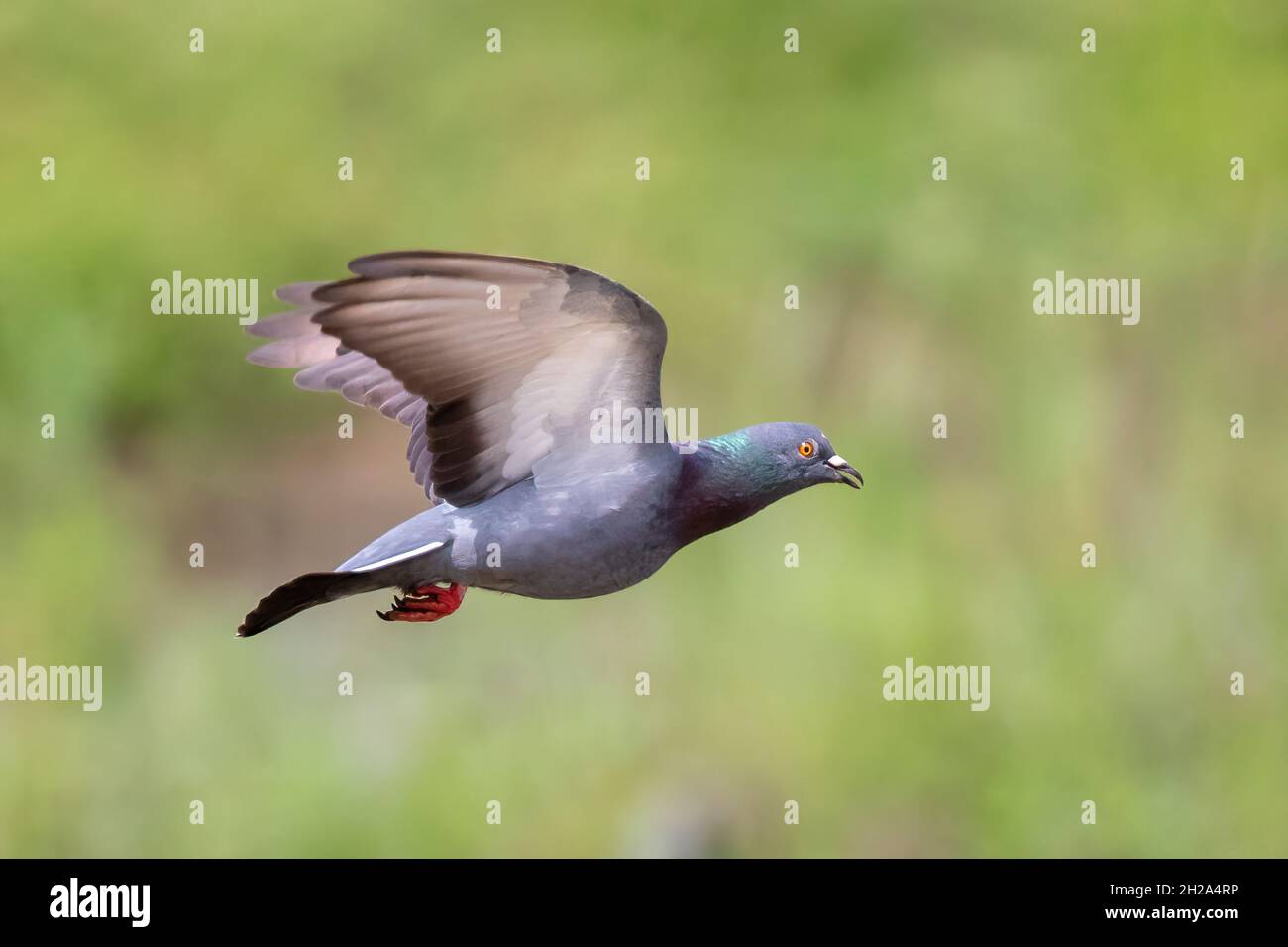 Image of pigeon flying on nature background. Bird, Animals. Stock Photo