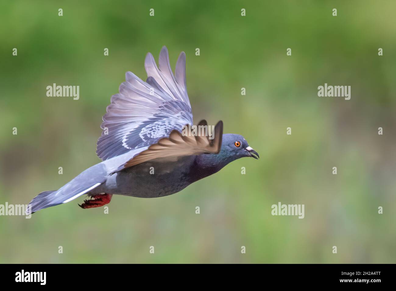 Image of pigeon flying on nature background. Bird, Animals. Stock Photo