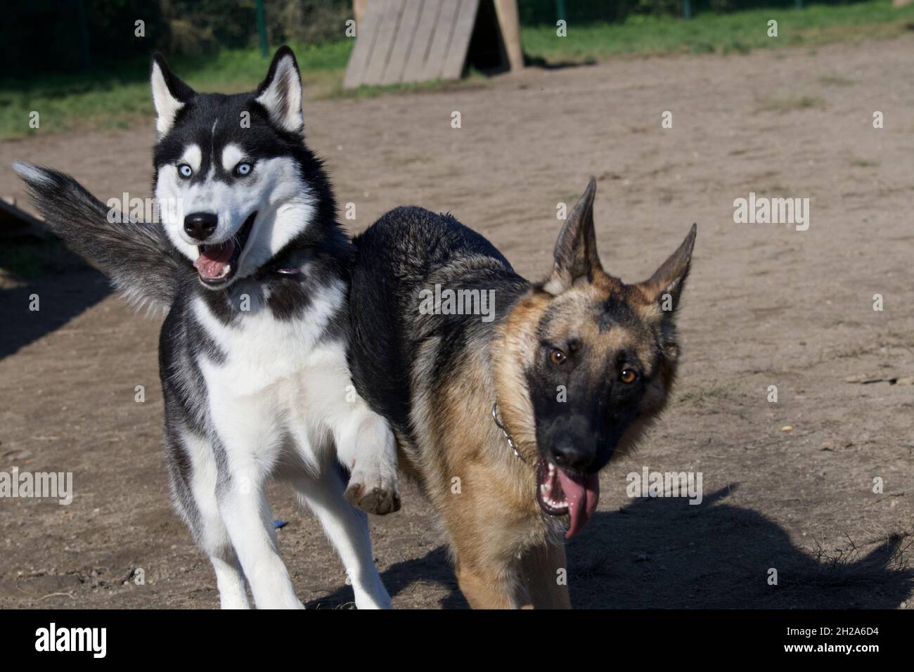 german shepherd off leash