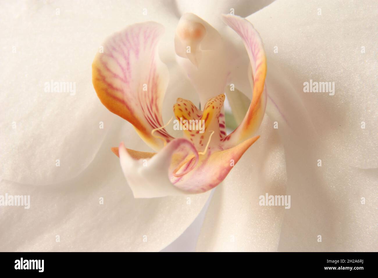 White orchids blossom close up 2 Stock Photo