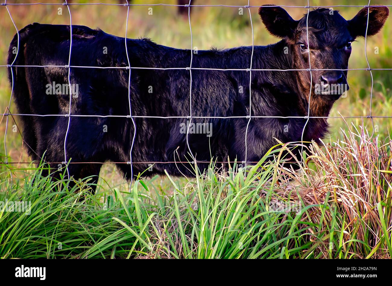 A black calf stands in a pasture, Oct. 15, 2021, in Grand Bay, Alabama.  There are approximately 1.3 million cattle in Alabama. Stock Photo
