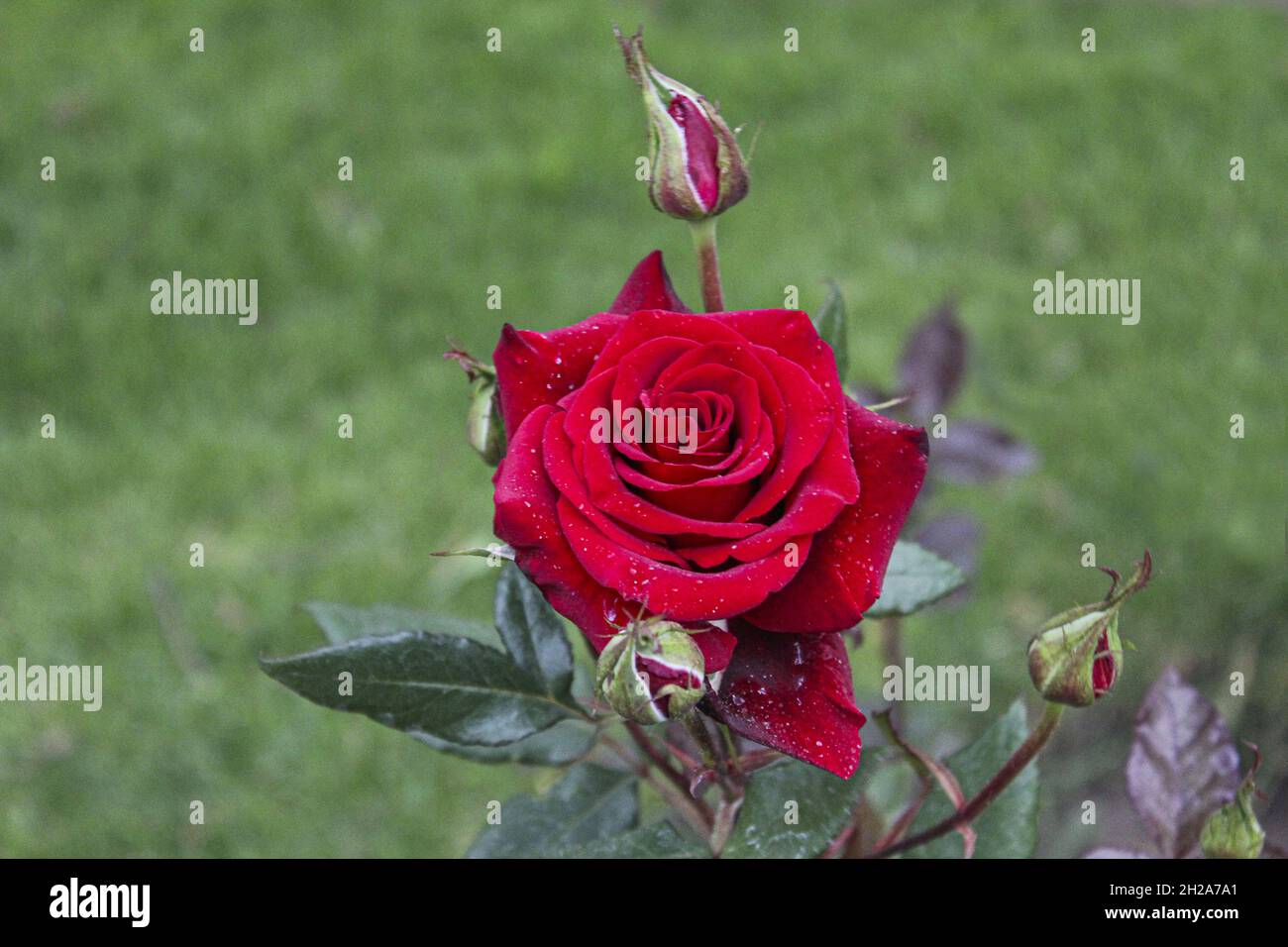 Red rose with flower buds Stock Photo