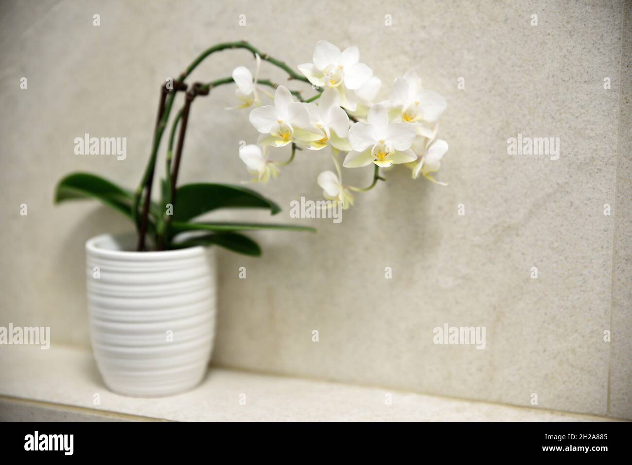 Image of white orchid plant on a small pot Stock Photo - Alamy