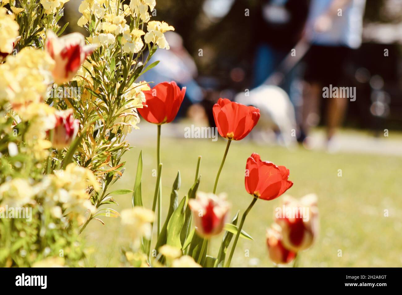 Shallow focus of wild red tulips and yellow toadflaxes with a background of people Stock Photo