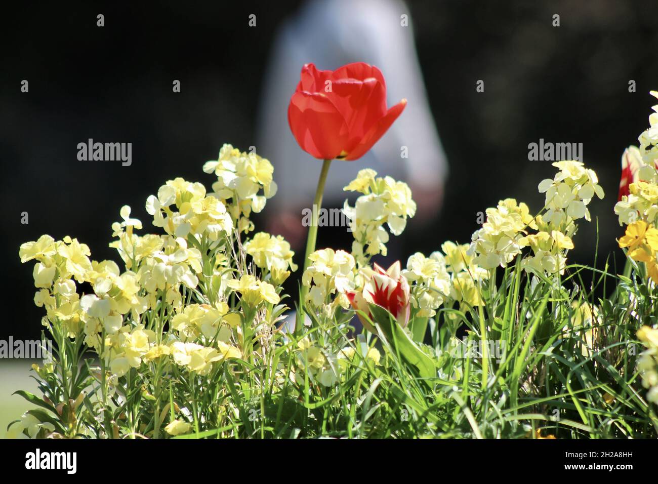 Shallow focus of a wild red tulip surrounded by yellow toadflaxes Stock Photo
