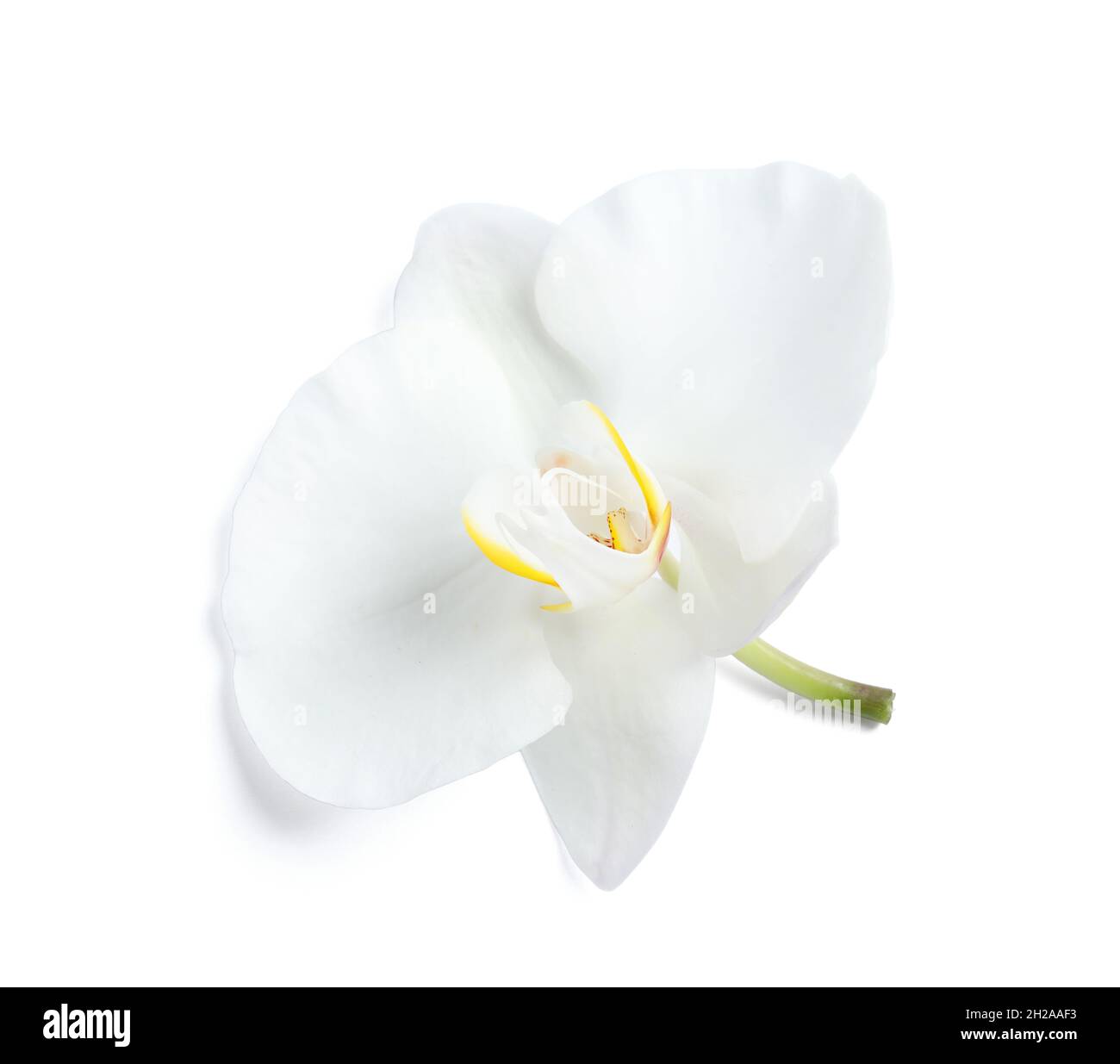 Beautiful tropical orchid flower on white background Stock Photo - Alamy