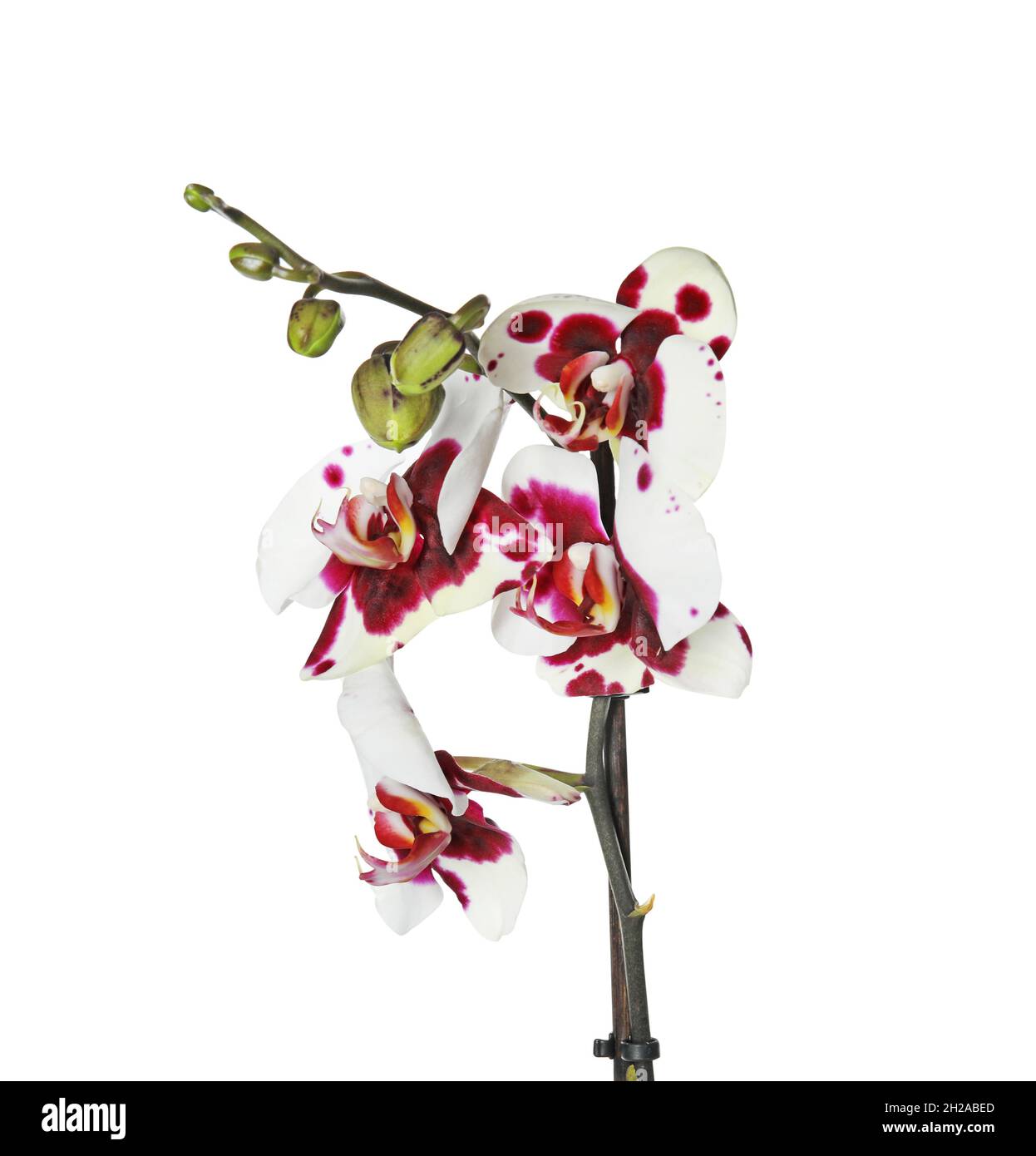 Beautiful orchid flower on white background. Tropical plant Stock Photo ...