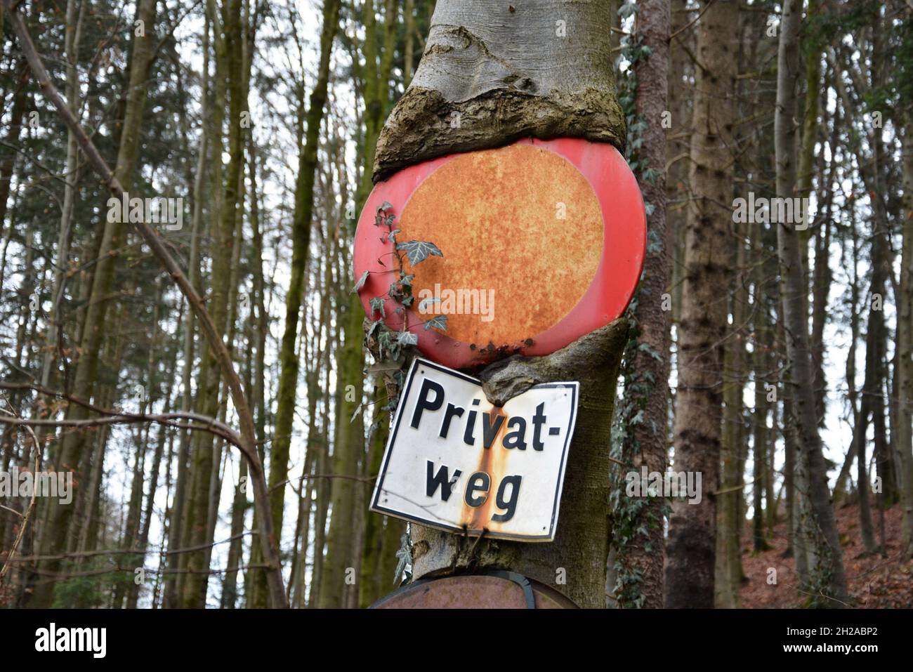 Die Natur holt sich alles zurück - Eine verwachsene Fahrverbotstafel in einem Wald in Österreich - Nature gets everything back - a fused driving banqu Stock Photo