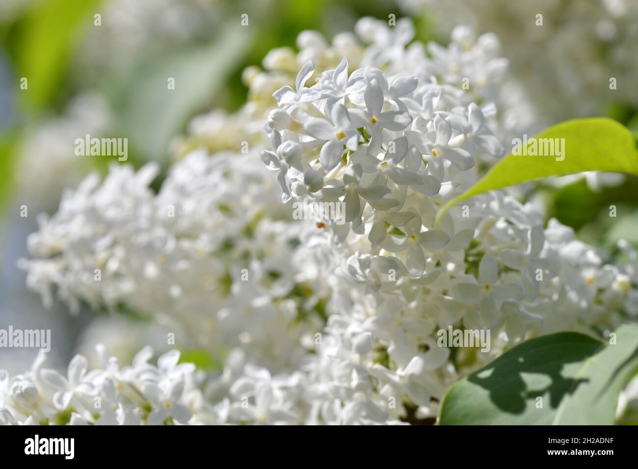 Nahaufnahme einer weißen Flieder-Blüte - Close up of a white lilac blossom Stock Photo
