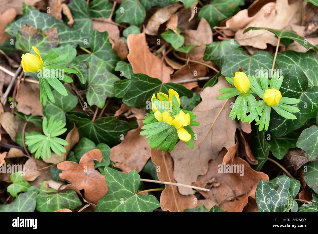Botanical garden vienna hires stock photography and images Alamy