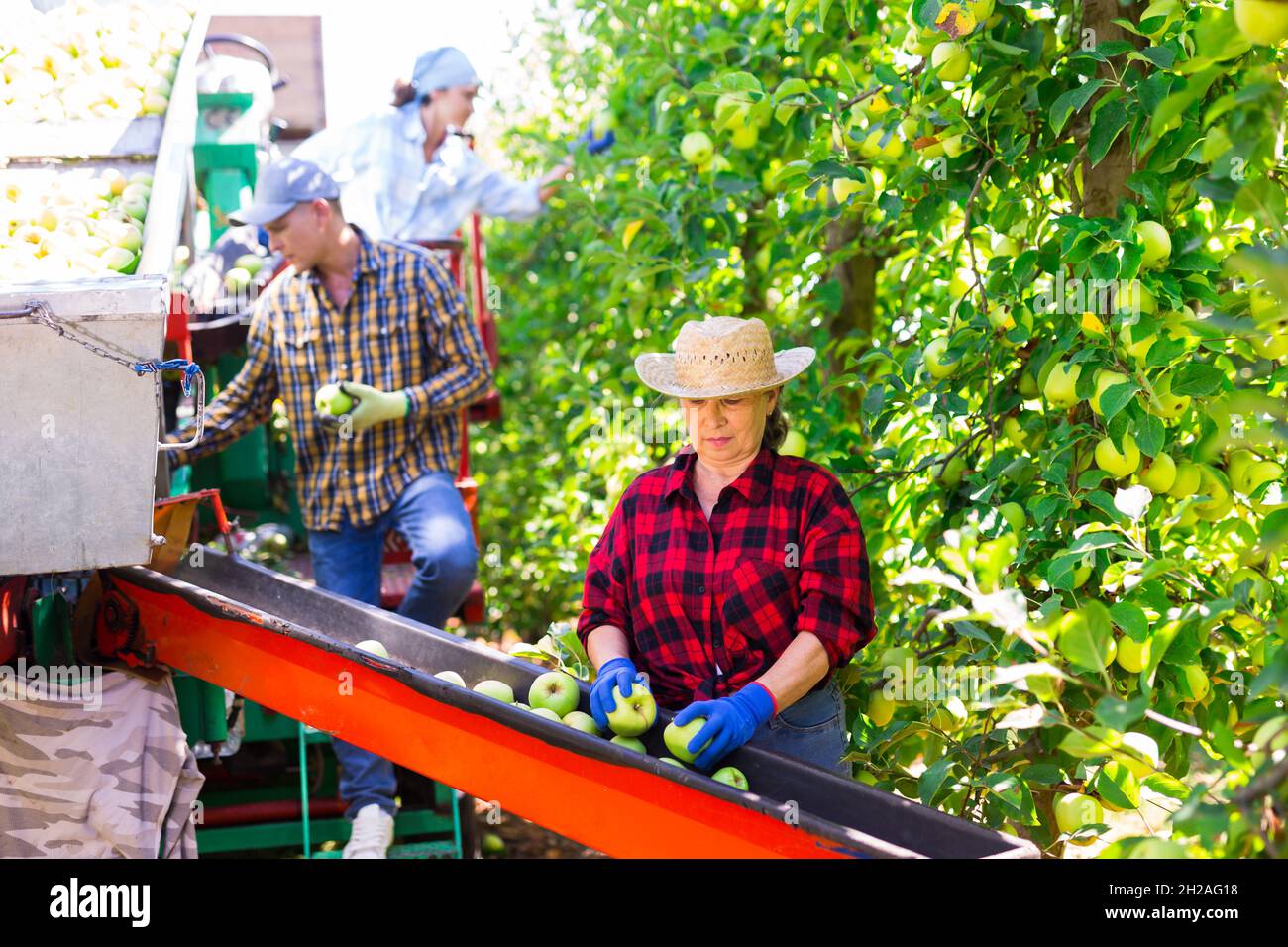 Farmers working on harvesting platform, picking apples Stock Photo