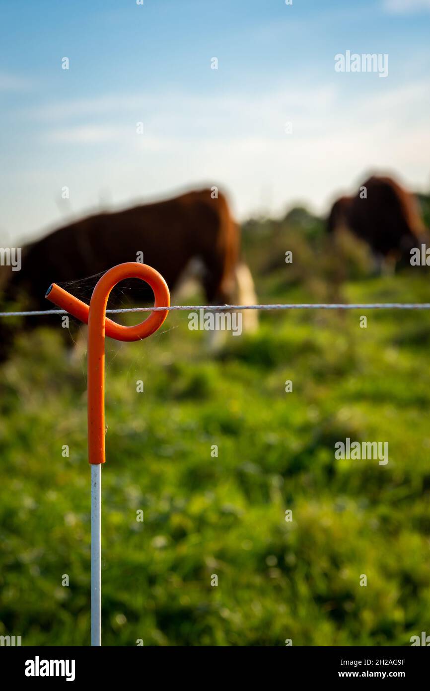 Closeup of electric fence for cattle Stock Photo Alamy
