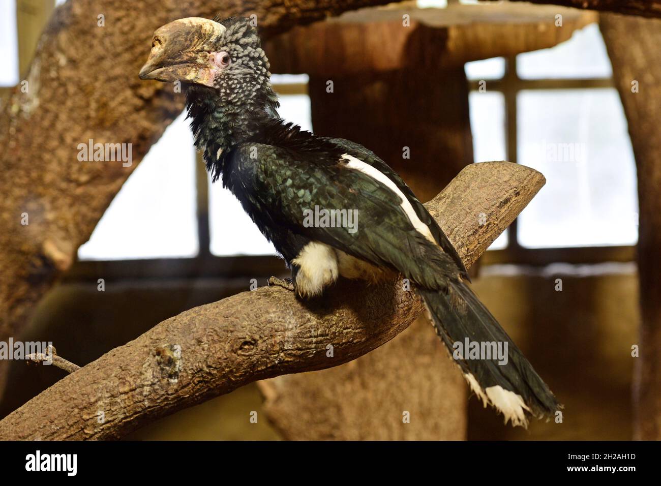 Silberwangenhornvogel im Zoo Schmiding, Krenglbach, Oberösterreich, Österreich, Europa - Silvery cheeked hornbill in Schmiding Zoo, Upper Austria, Aus Stock Photo